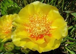 Prickly Plant Part NYT: Understanding Nature’s Defensive Wonders