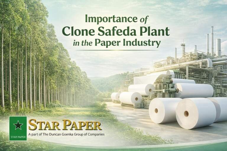 Clones Safeda Plant: Sustainable Agro-Forestry Initiative