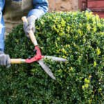Why Is Hedge Removal Blackpool the Right Choice for Your Garden?