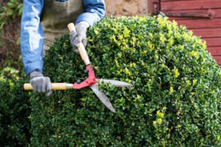 Why Is Hedge Removal Blackpool the Right Choice for Your Garden?