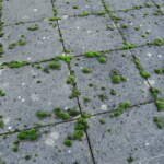 How Does Moss Removal Roof London Prevent Roof Damage?