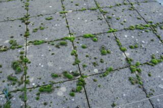 How Does Moss Removal Roof London Prevent Roof Damage?