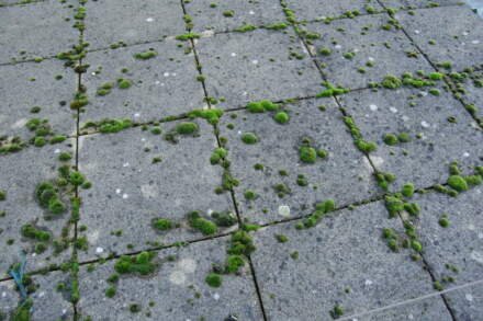 How Does Moss Removal Roof London Prevent Roof Damage?